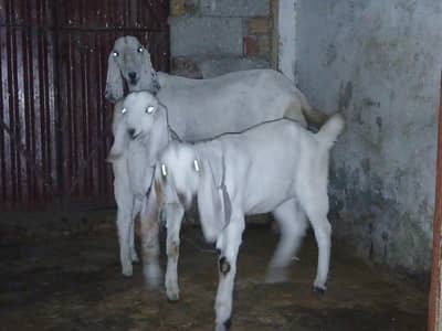 بکری ساتھ دو فیمیل بچے عمر چار ماہ