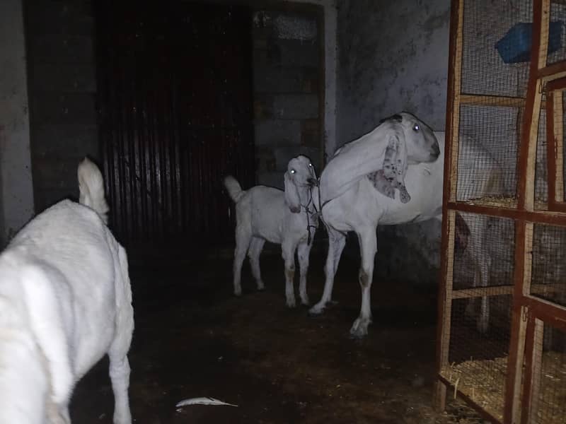 بکری ساتھ دو فیمیل بچے عمر چار ماہ 1