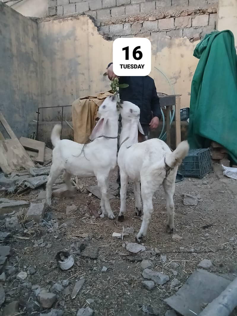 بکری ساتھ دو فیمیل بچے عمر چار ماہ 3