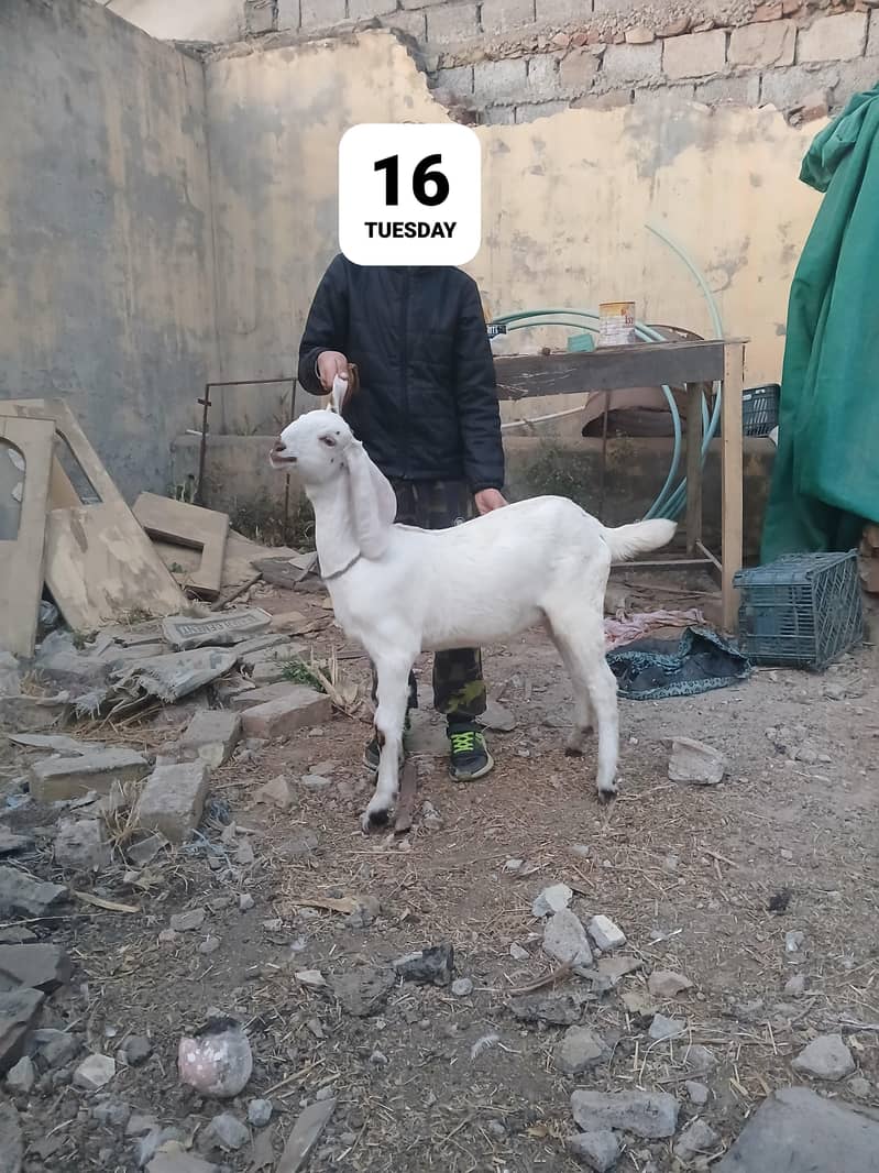 بکری ساتھ دو فیمیل بچے عمر چار ماہ 4