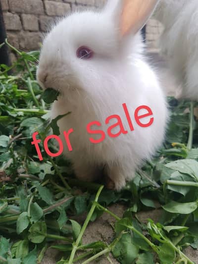 Turkish angora rabite