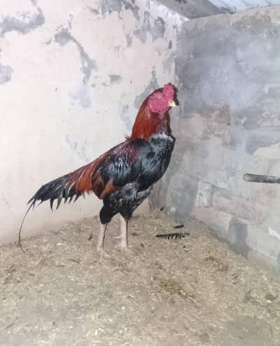 murga high quality me available hai