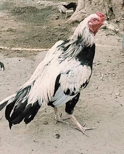 Assel Murghay & Mughian