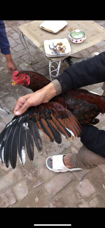 Red Lakha murga patha cross , breed ky liye ready