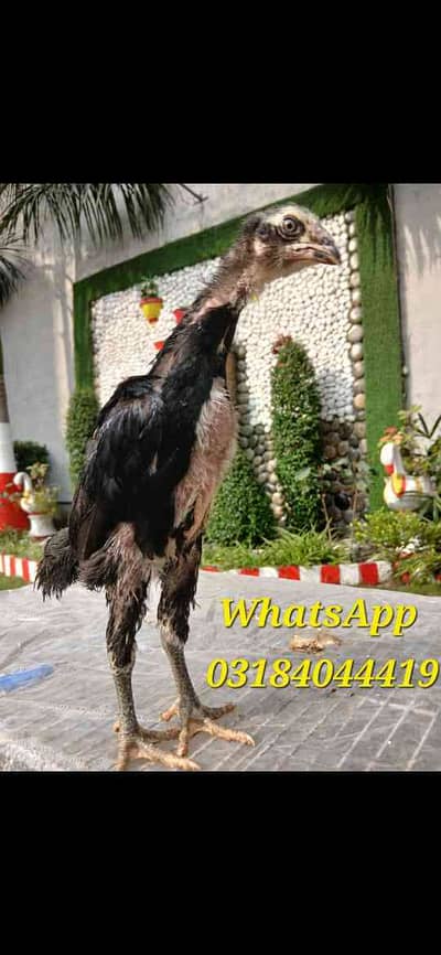 Abrar Mehar 