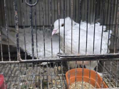 White Frill Back Pigeons