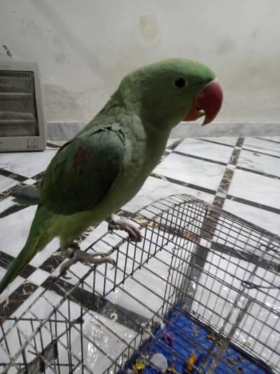 Raw parrot full jumbo size for sale, Age 10 months in learning Stage