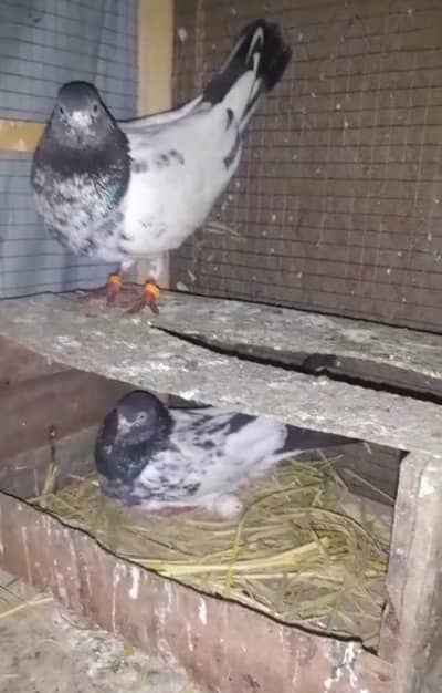 TADY JORA FOR SALE ANDY  DIYA HAN LOCATION LAHORE 03074598963