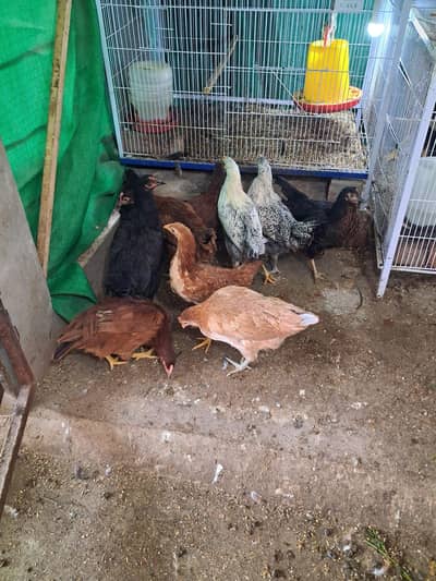 Golden Misri Roosters & Hens for Sale – 5 Months, Vaccinated