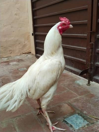 pure paper white murga for sale
