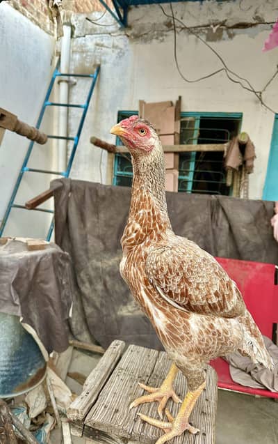 Aseel Mianwali Murgi