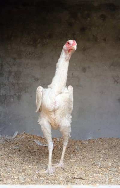 whiteshamo/blackshamo/shamo/aseel/Heera/shamo chicks/hens