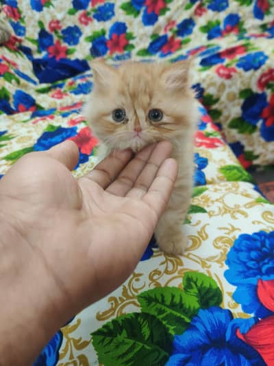 Baby Cat For Sale