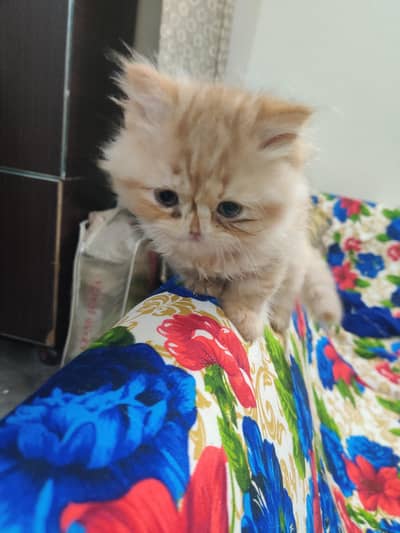 Persian Kittens | litter Trained | Doll Face | Punch Face | Ava