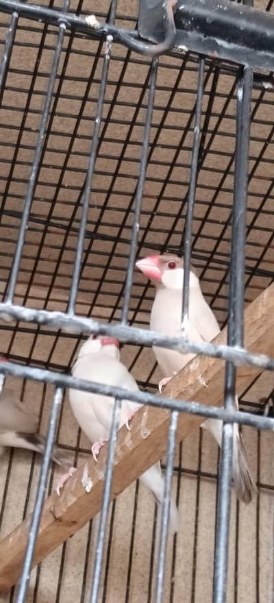 jawa breedr pair with eggs  3 breeds pair