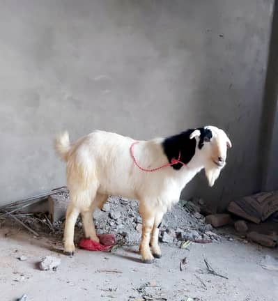 Healthy and Active Kheery Bakry