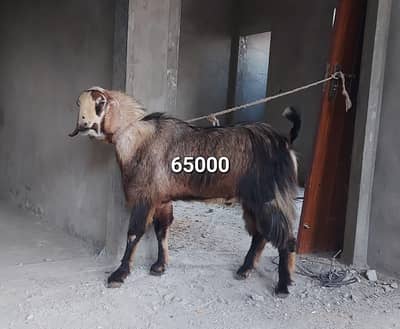 Healthy and Active Bakry