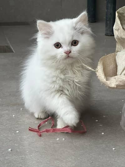 persion female kitten  Availabe for sale  litter trained