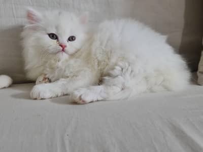 Persian kitten