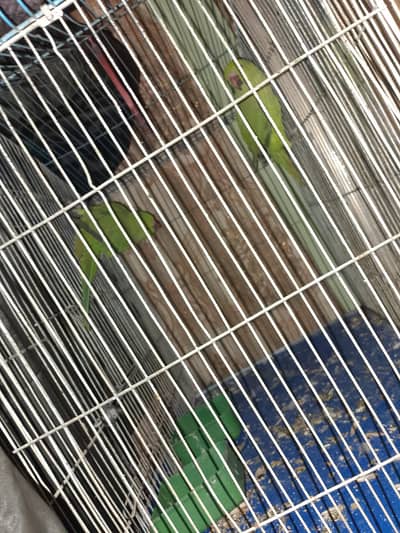 zada kch nhi bolty sirf mithu mithu krty