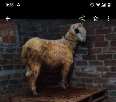 mundra chatra  03234438191