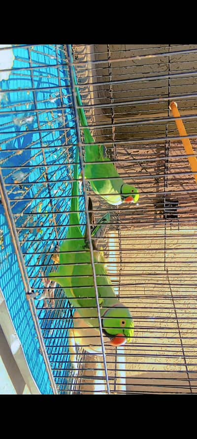 Green parrots
