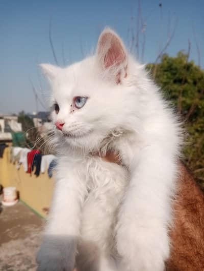 Persian female odd eyes cat