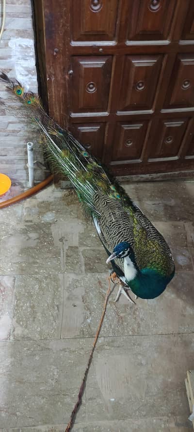 Best Hobby for Hobbiers