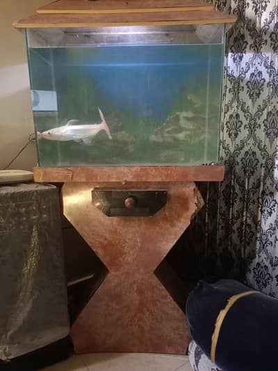 Albino Iridescent Shark! Fish with Aquarium