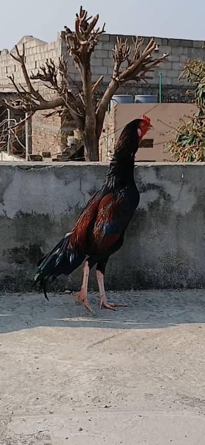 Mianwali Aseel Pathay.