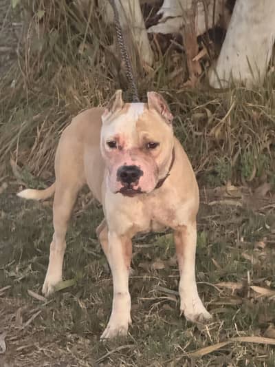 Top BloodLine Pitbull Male 1 Year young