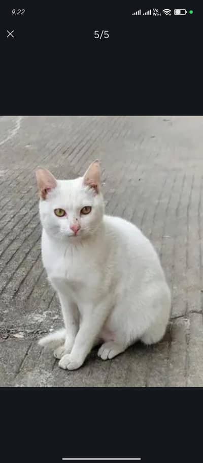 Free Gift with Beautiful Cat