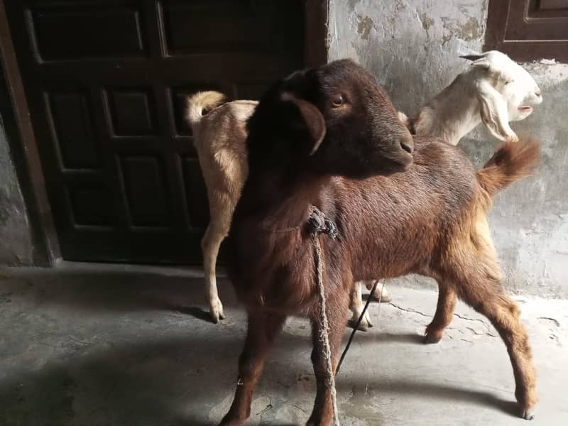 bakra 0