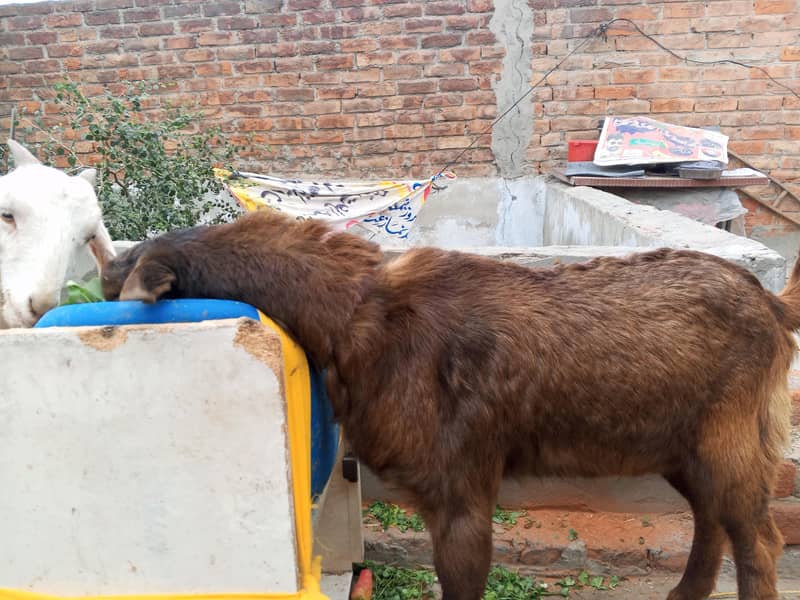 bakra 4