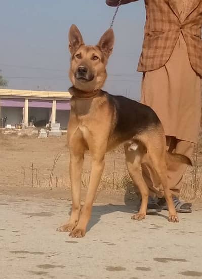 bigyari Mail full security dog available for sale