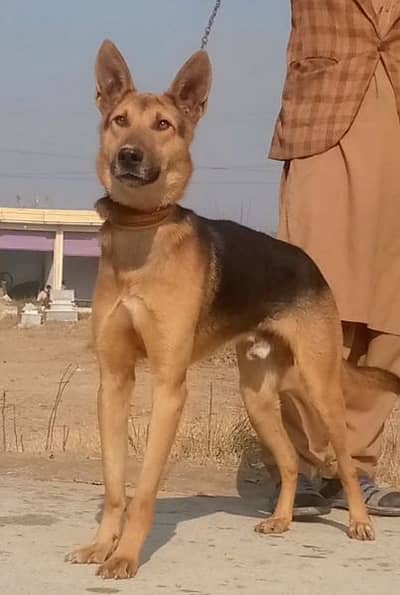 bigyari Mail full security dog available for sale