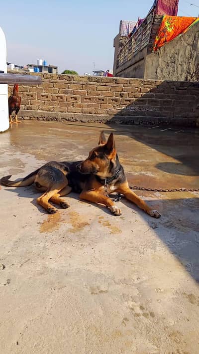 female german shepherd for sale,  athletic dog