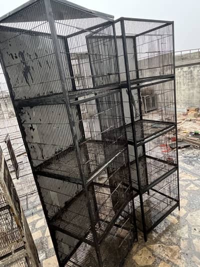 Birds Cage