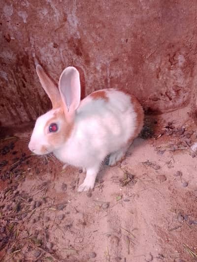 rabbit for seel male female