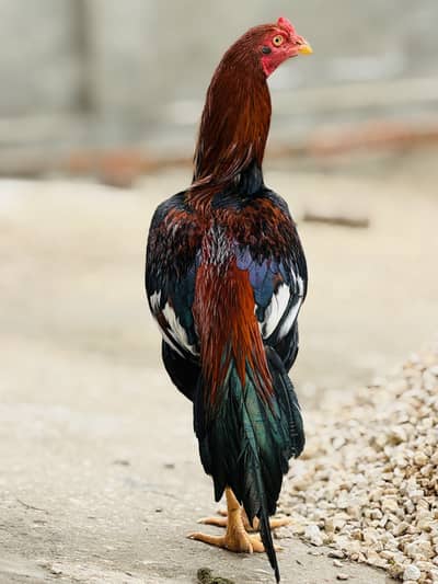 Aseel Murgha , 10 months age beautiful Pathaa