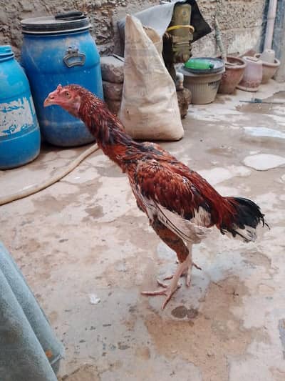 aseel Murga for sale