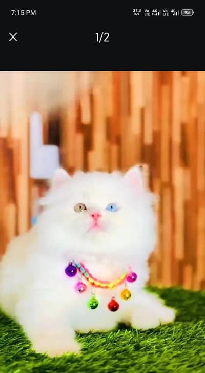 Persian female kitten for sale 03294278281 Whatsapp number