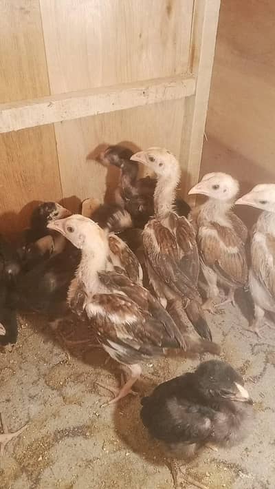 aseel checks for sale