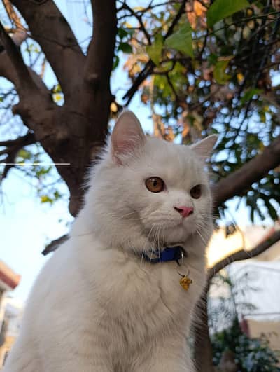 white male persian cat