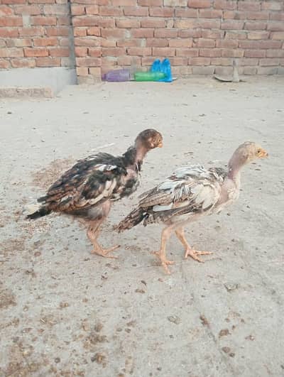 Aseel Chiks for Sale