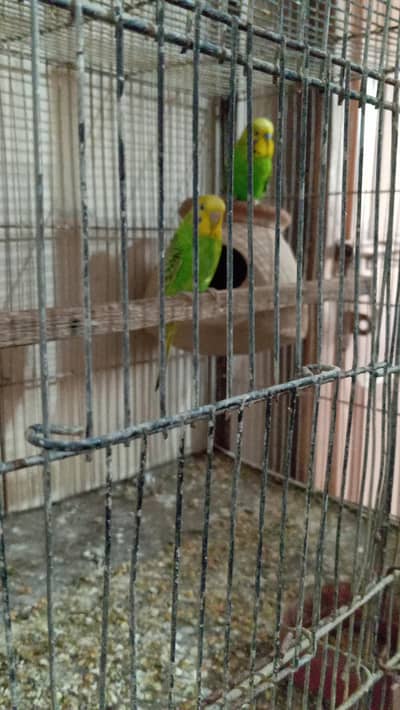 love birds bonded pairs available