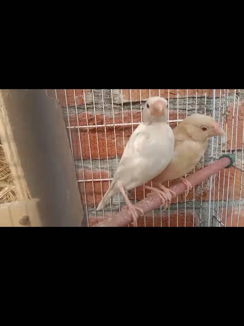 Fawn Java into opal (white redeyes) pair 0