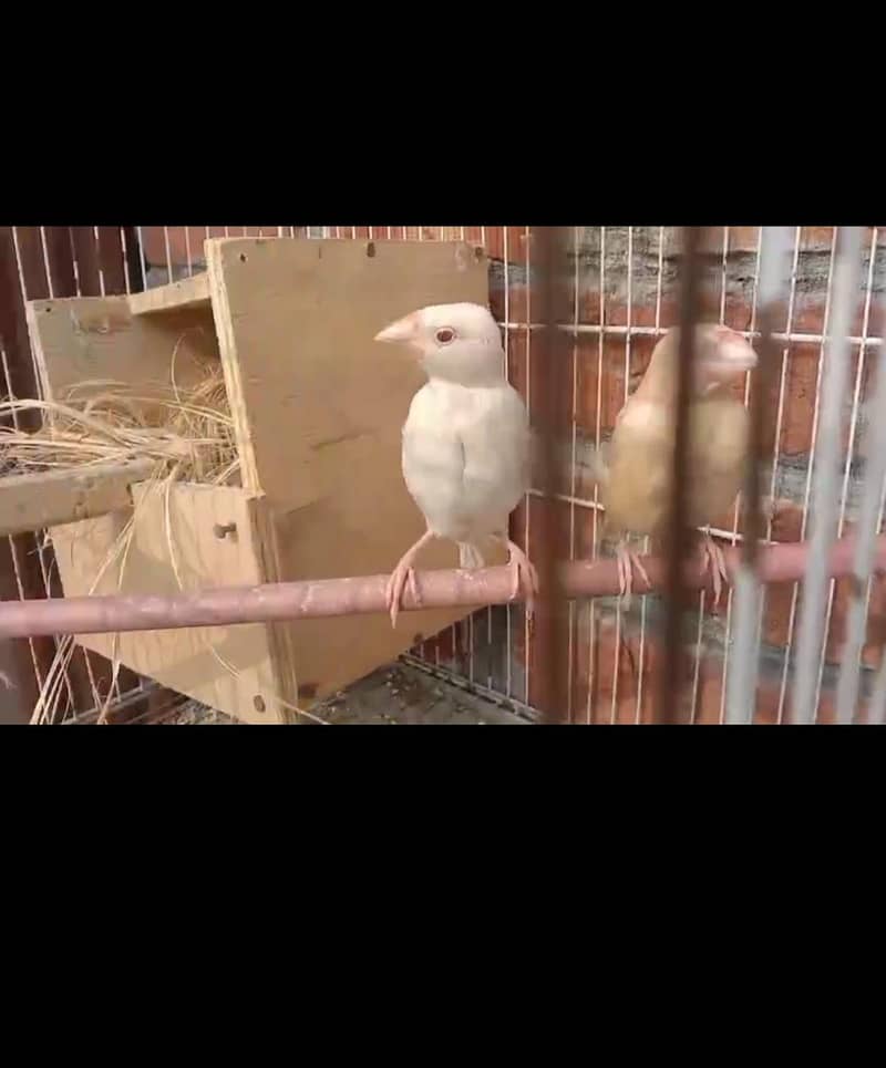 Fawn Java into opal (white redeyes) pair 1