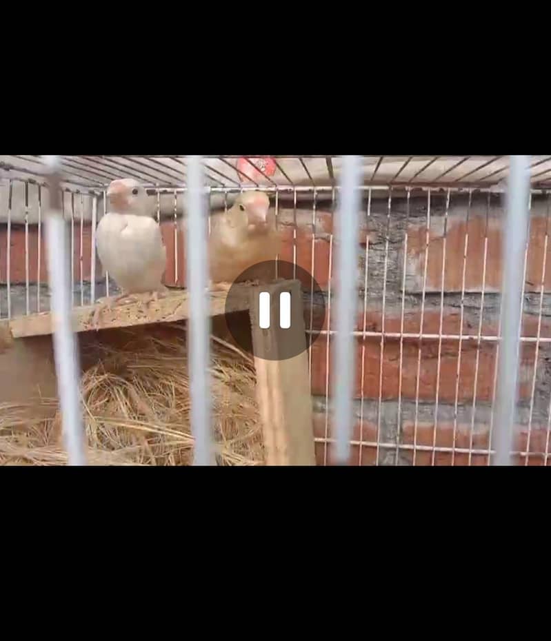 Fawn Java into opal (white redeyes) pair 2