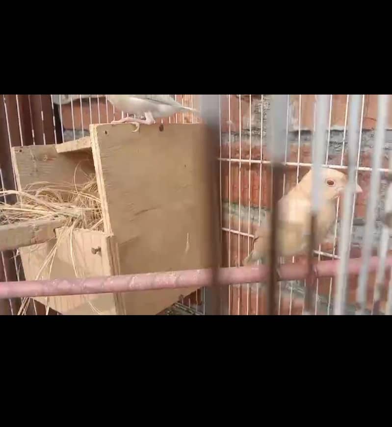 Fawn Java into opal (white redeyes) pair 3